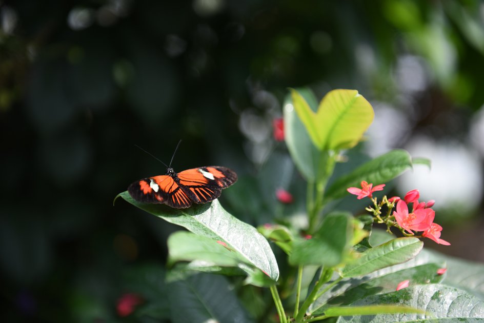 Butterfly-Conservatory-DSC_0834.jpg
