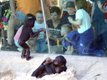 Zoo-kids-w-bonobos.jpg