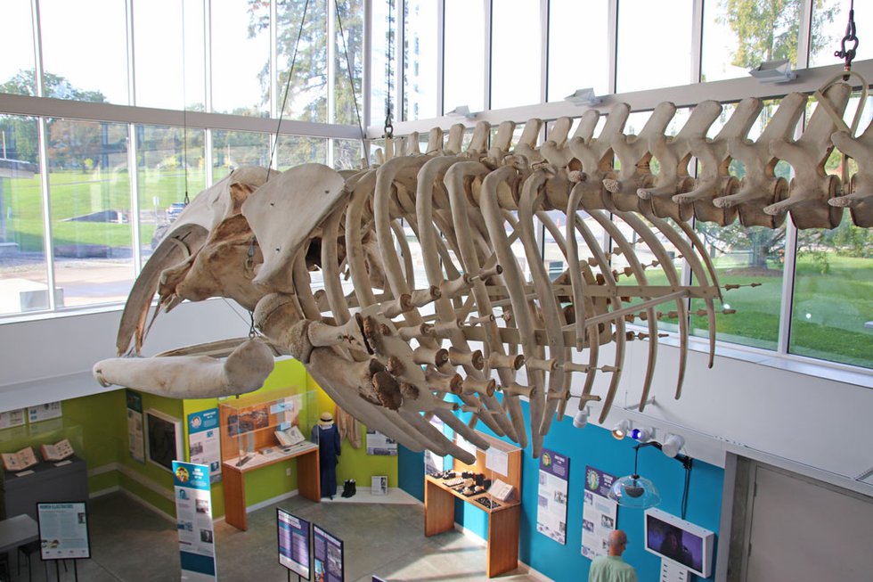 MOTE-Whale-Skeleton-Glenn.jpg