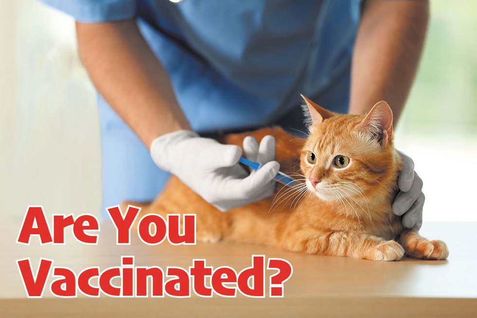 Cat-Vaccine.jpg