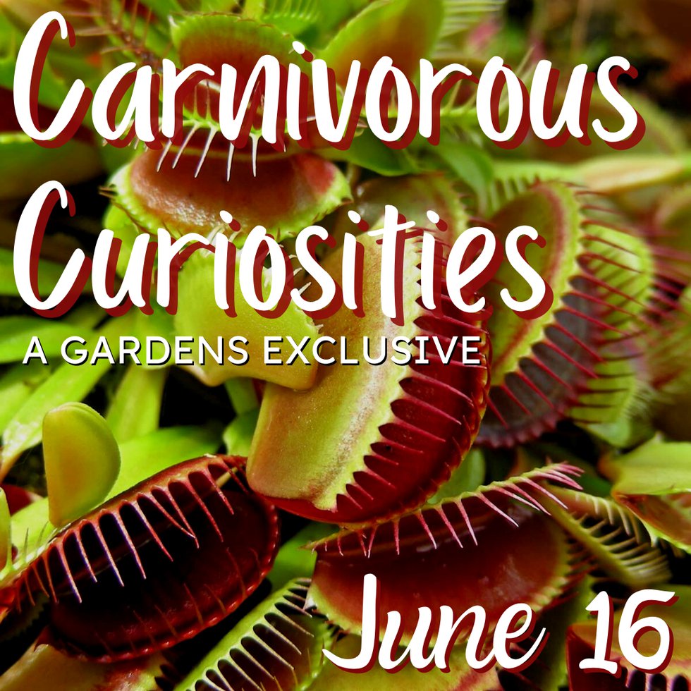 Carnivorous Curiosities.png