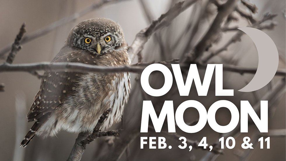 Owl Moon GCV.jpg